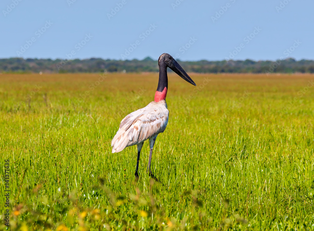 Photo 40 x 30 cm Print online Decoration Storks Nature Wildlife Sanctuary