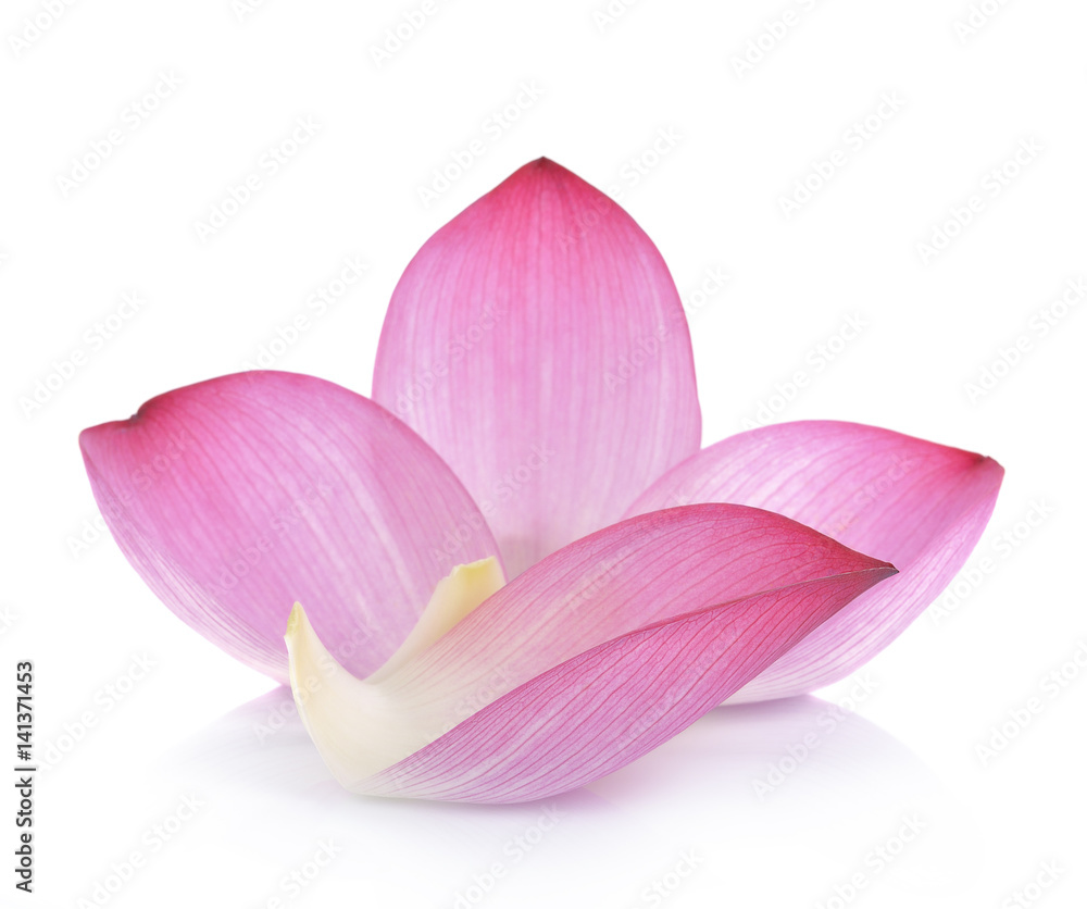 lotus petal on white background lotus petal on white background