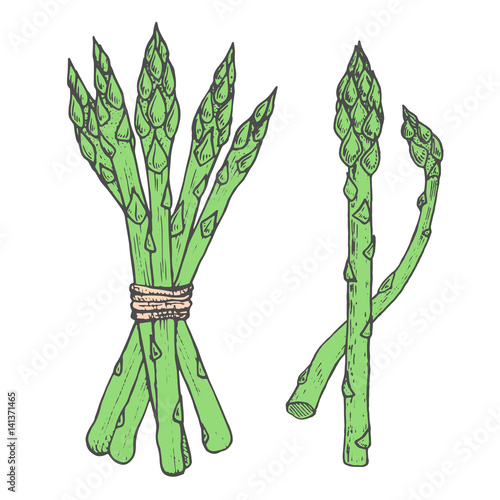 Hand drawn vector illustration of asparagus sketch style. Green doodle vegetable