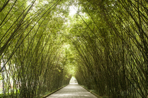 Pathway arched by tall green bamboos, Wang jiang lou park, Chengdu, Sichuan, China