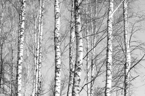 Fototapeta samoprzylepna brzozowy las, czarno-białe zdjęcie