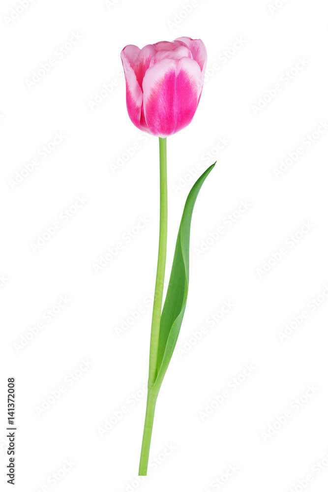 Red tulip with leave on a white background closeup Red tulip with leave on a white background closeup