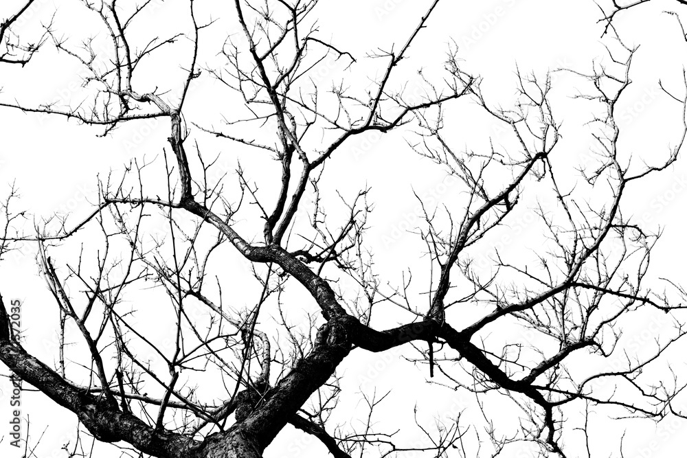 Fototapeta premium Autumn tree branch on white background
