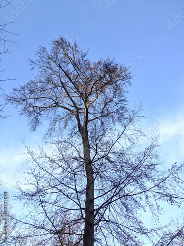 in den Himmel ragender Baum