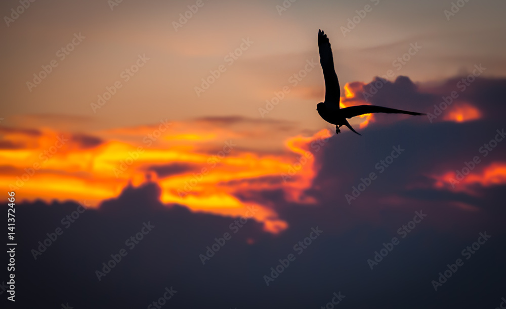 Fototapeta premium seagulls flying on the beach sunset.