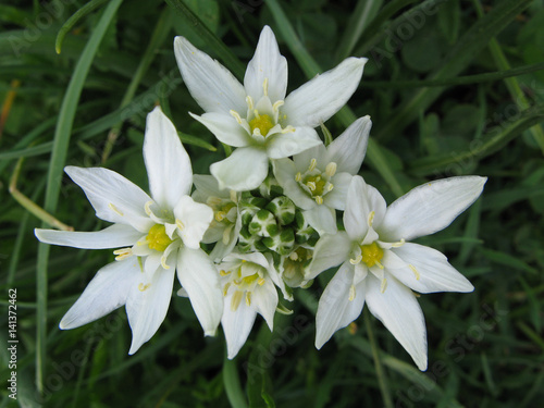 Fotografie Fleurs d'Ornithogale en ombelle ou Dame d'onze heures