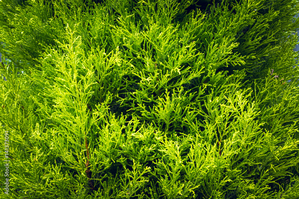 Growth of pine leaves, Nature texture background in early Spring Growth of pine leaves, Nature texture background in early Spring
