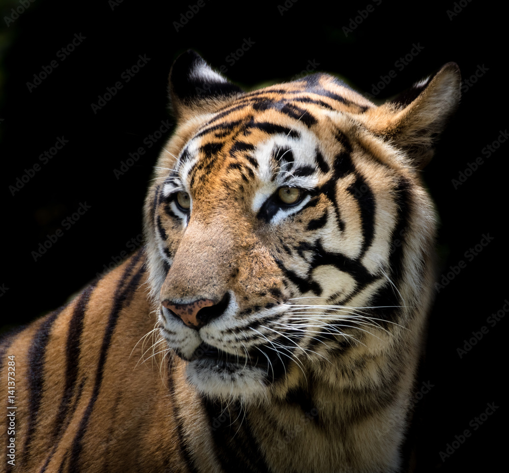 Fototapeta premium Portrait of a tiger alert and staring at the camera