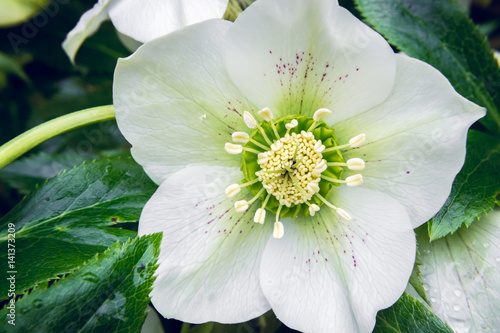 Blossom of Helleborus - Christmas Rose in early Spring, close-up, macro
