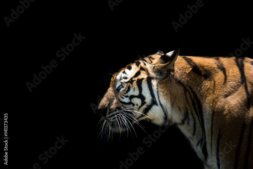   Portrait of a  tiger alert and staring at the camera