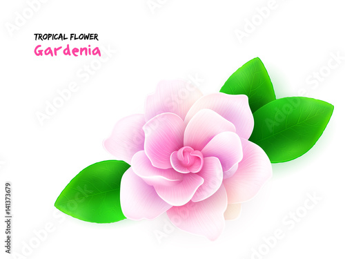 vector illustration of isolated realistic subtropical blooming gardenia flower with leaves