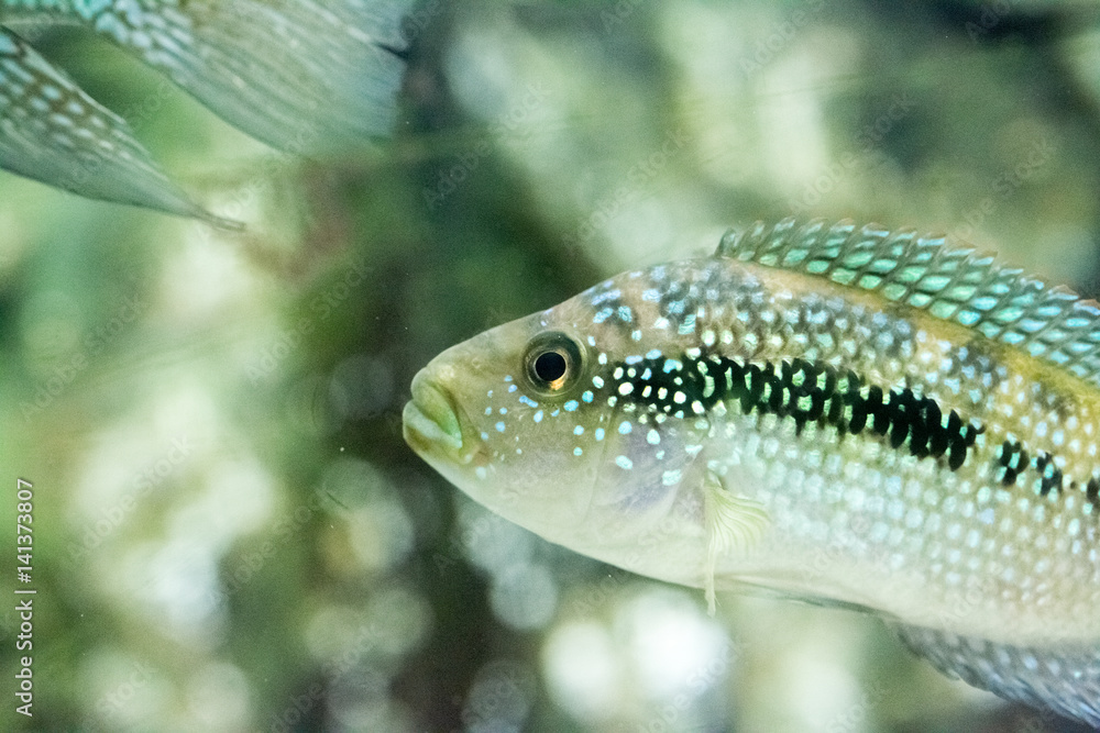 Fototapeta premium Beautiful colorful fish in the aquarium