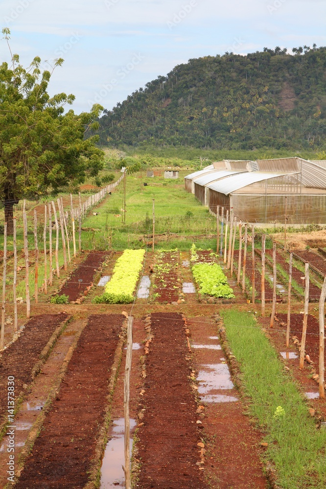 Cuba farm Cuba farm
