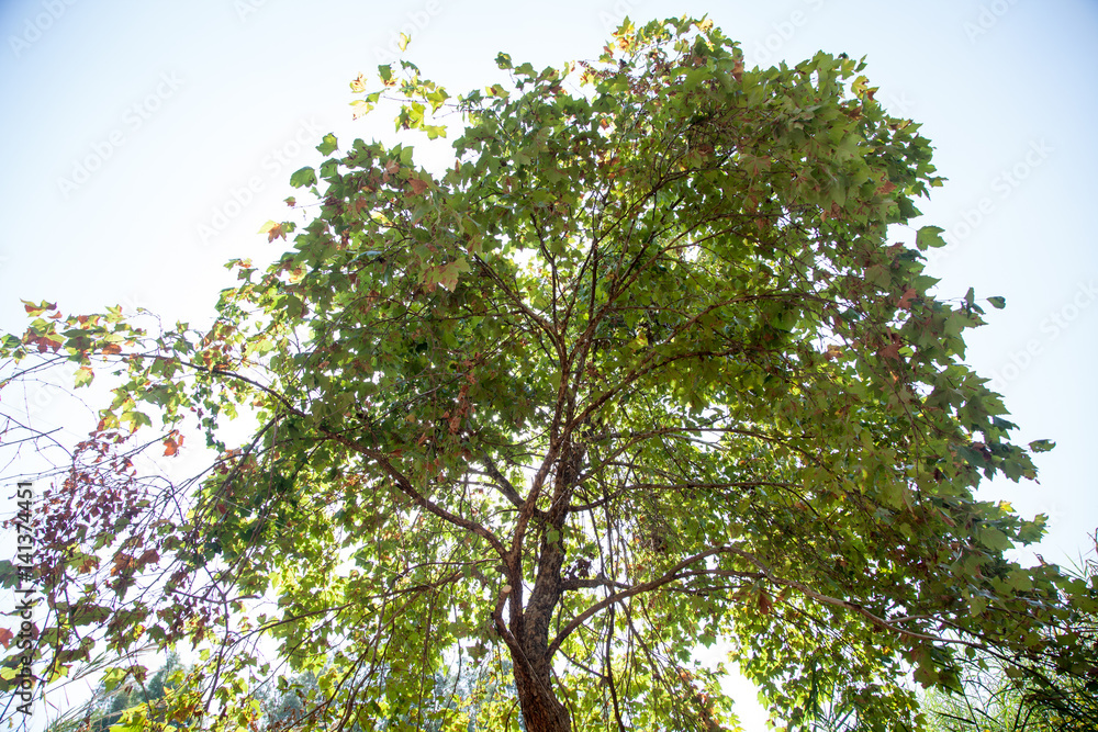 Fototapeta premium whole green tree with sunlight in the background - Galil, north of Israel - landscape view