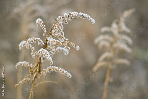 Close up of dry solidago (goldenrod) flower, golden meadow in the early spring.