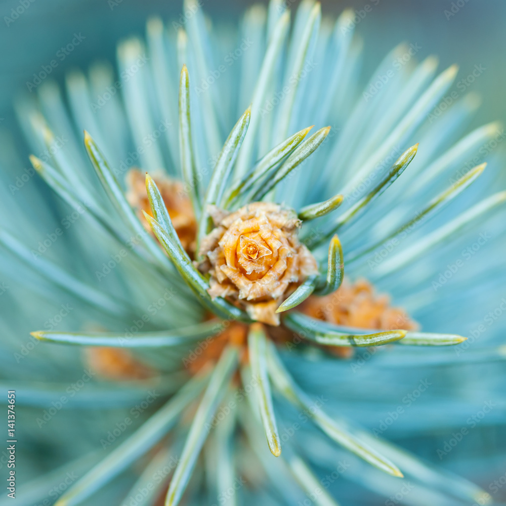 Fototapeta premium Blue Fir Sprout