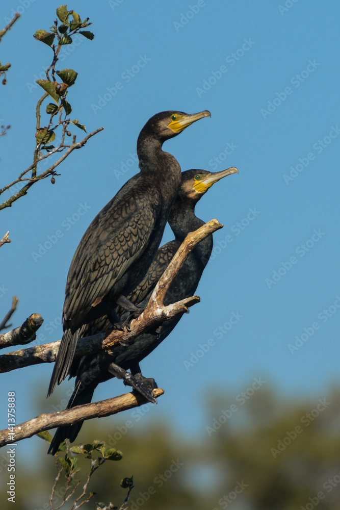 Obraz premium Great cormorant