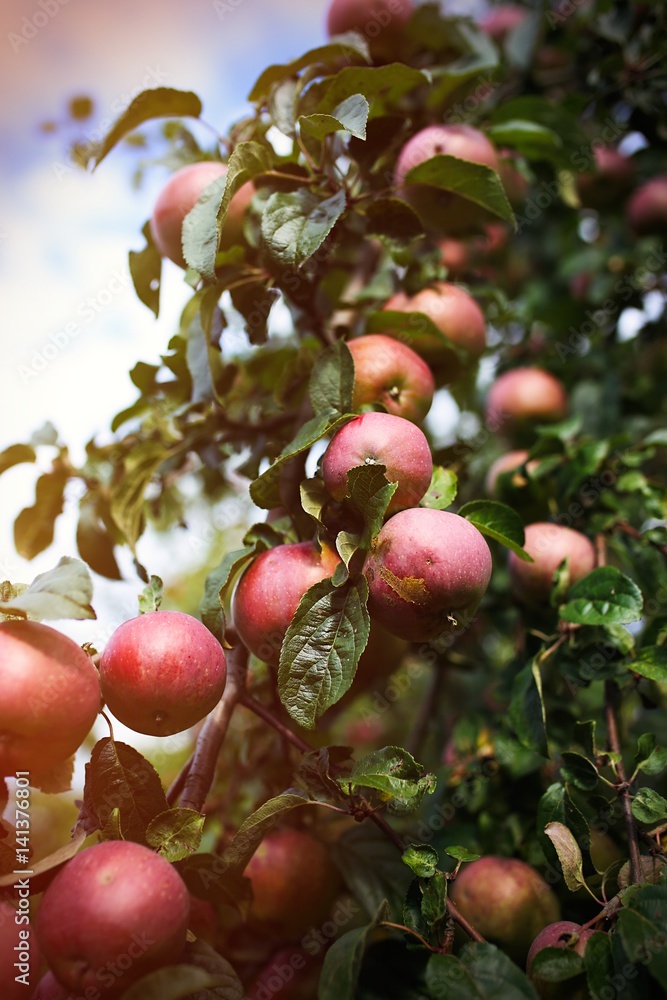 Obraz premium Fresh ripe apples on tree in summer garden. Apple harvest