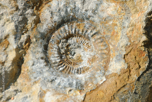Fossil