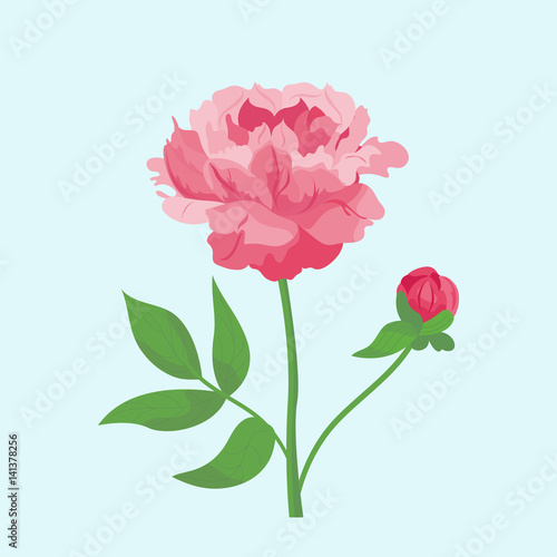 Vintage pink peony flower can be used as greeting card, invitation card for wedding, birthday and other holiday summer natural plant vector illustration.