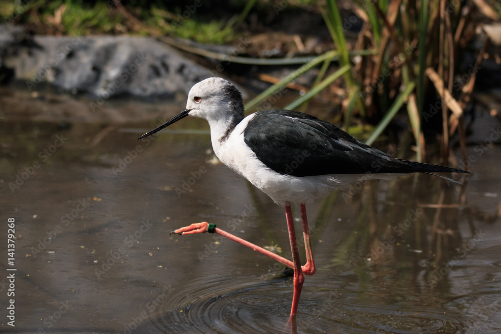 Fototapeta premium cavaliere d'Italia (Himantopus himantopus)