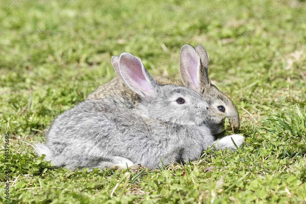 Fototapeta premium Little rabbits sitting outdoors in spring