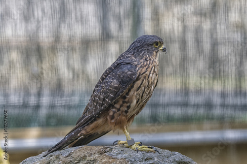 New Zealand falcon photo