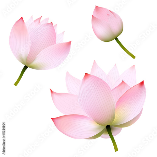 Pink Lotus