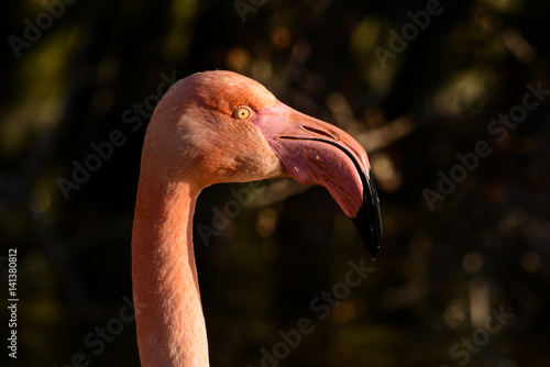 Flamingos photo