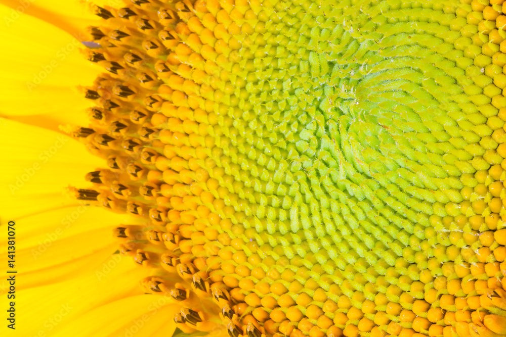 Core of of the flower, texture. Sunflower close-up. Seeds and oil. Flat lay, top view. Macro Core of of the flower, texture. Sunflower close-up. Seeds and oil. Flat lay, top view. Macro