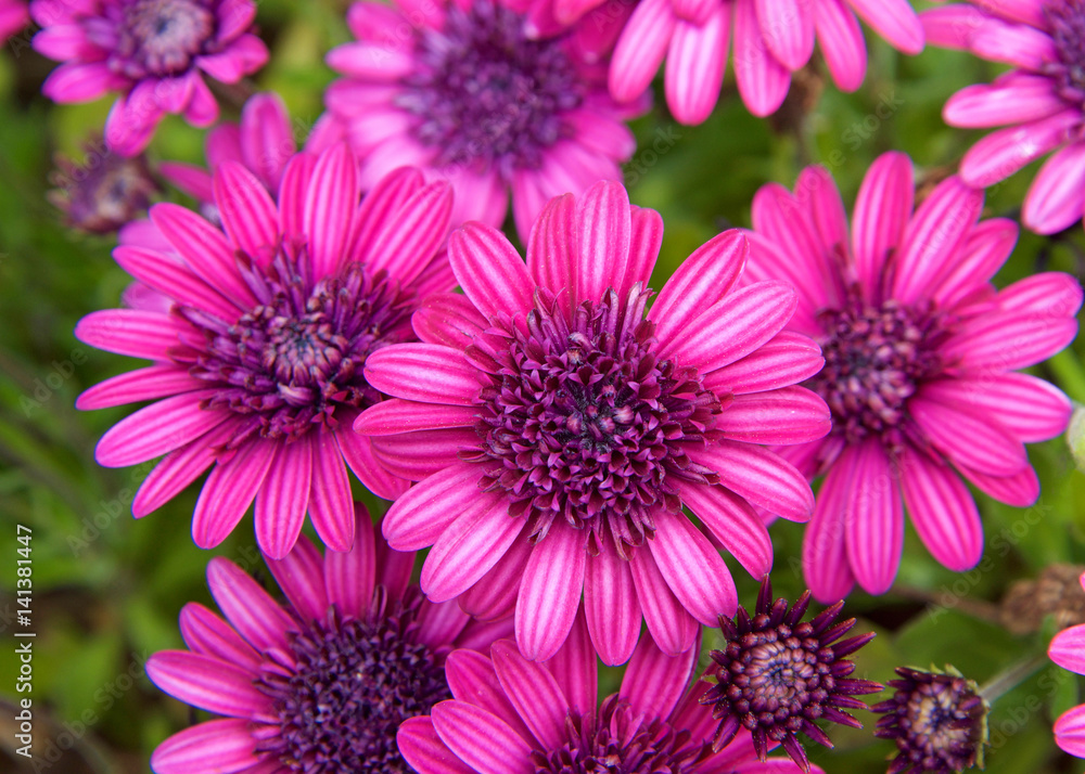 Obraz premium Purple pink bright magenta daisy flowers with green leaves.