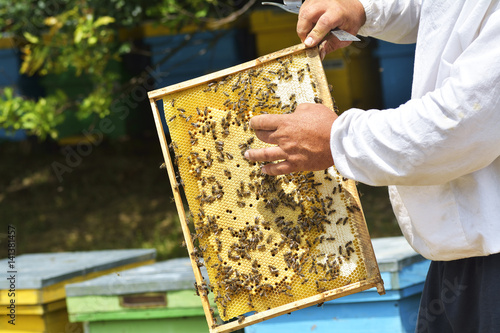 Work bees in hive Bees convert nectar into honey and close it in the honeycomb