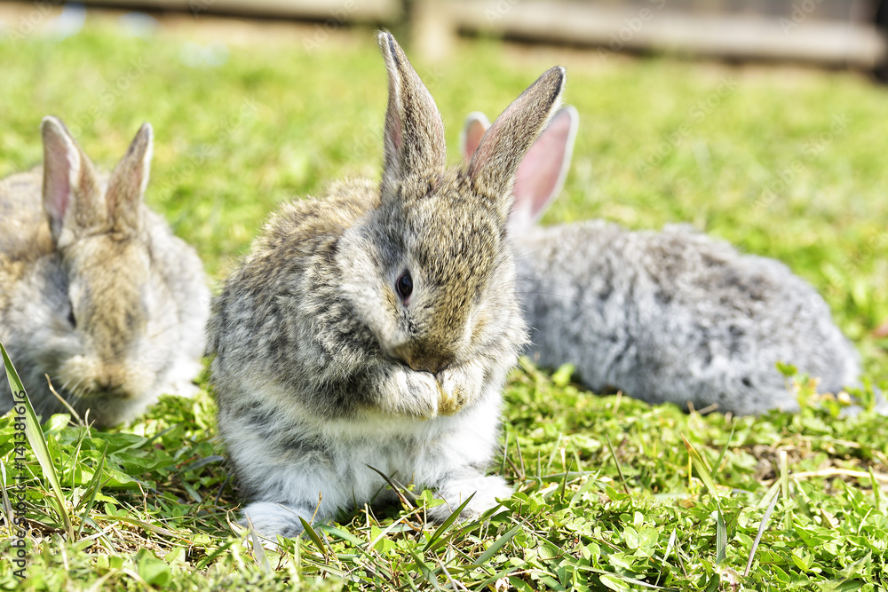 Little rabbits sitting outdoors in spring Little rabbits sitting outdoors in spring