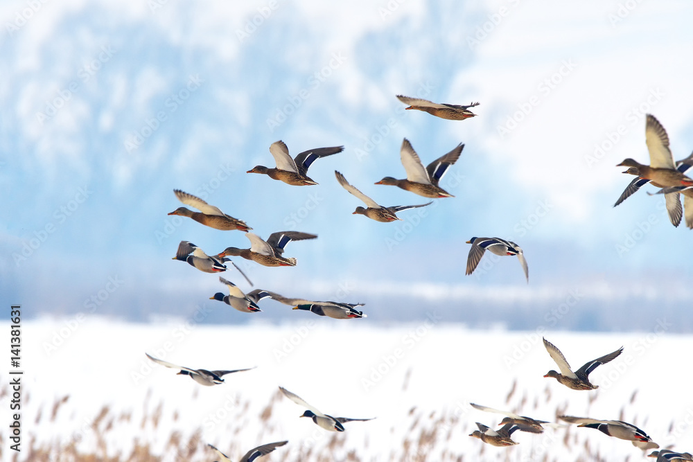 Fototapeta premium wild ducks flying together at sunset