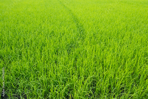 Green rice field background.