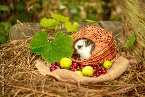 Cute rabbit sitting in wicker basket with cherry and apples © Volodymyr
