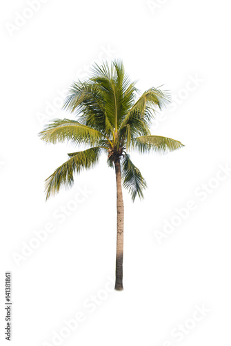 Coconut or palm tree , an asian trees isolate on white background 