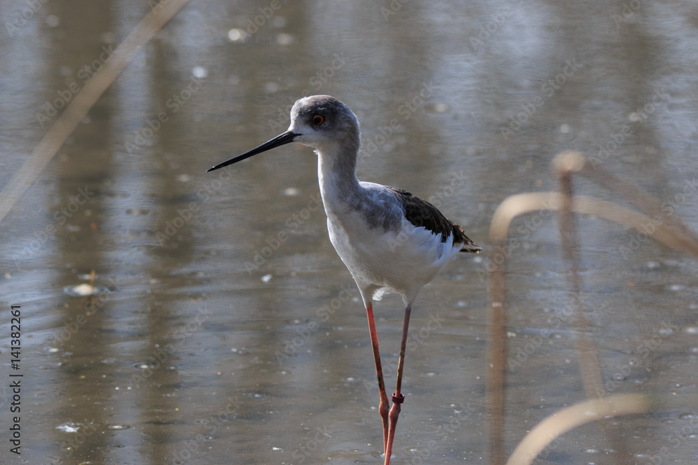 Obraz premium cavaliere d'Italia (Himantopus himantopus)