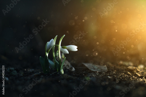 The first flowers of spring snowdrops in the evening forest photo
