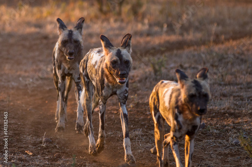 Wild dogs Hunting