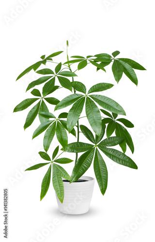 Pachira aquatica a potted plant isolated over white.