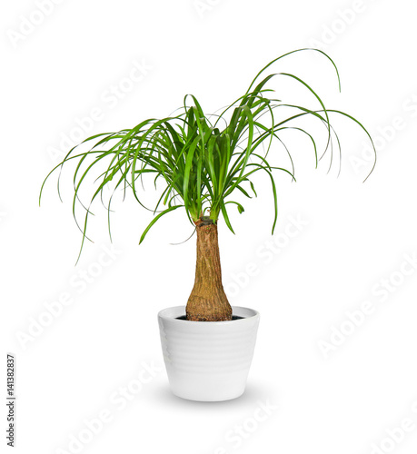 young Nolina a potted plant isolated over white. photo
