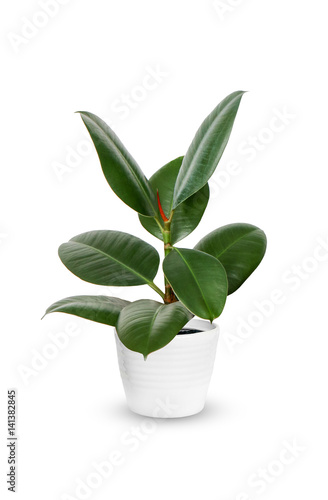young Ficus elastica a potted plant isolated over white. photo