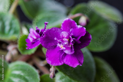 Indoor flower violets