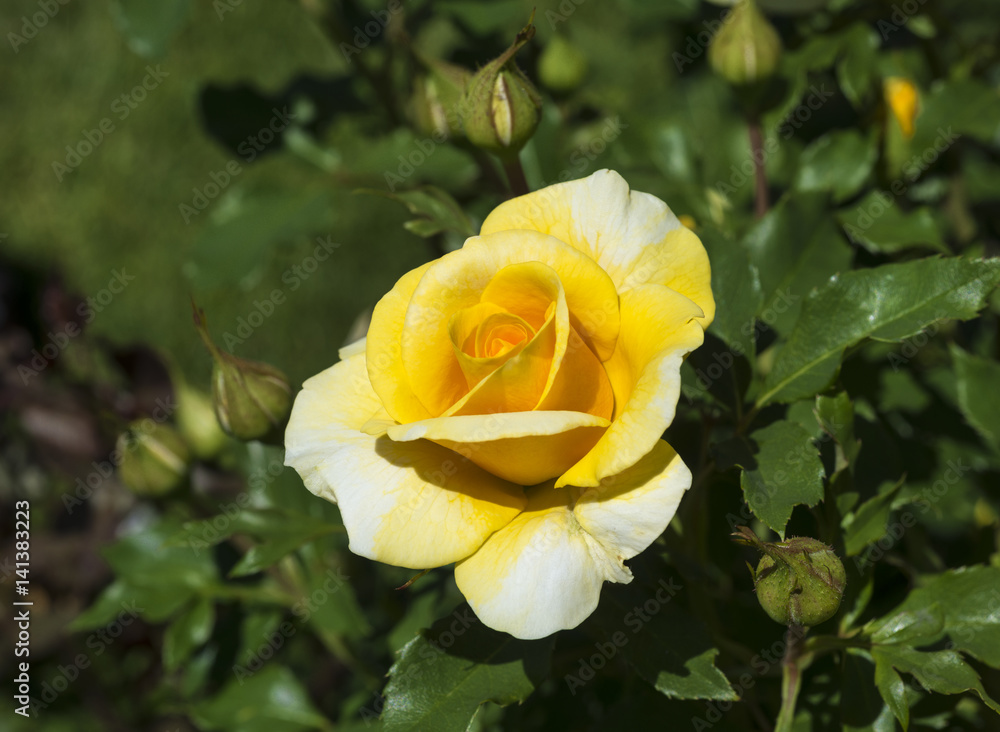 Beautiful roses in the Rose Garden at the Beutig, Blackforest, Baden-Baden, Baden-Württemberg, Germany, Europe Beautiful roses in the Rose Garden at the Beutig, Blackforest, Baden-Baden, Baden-Württemberg, Germany, Europe