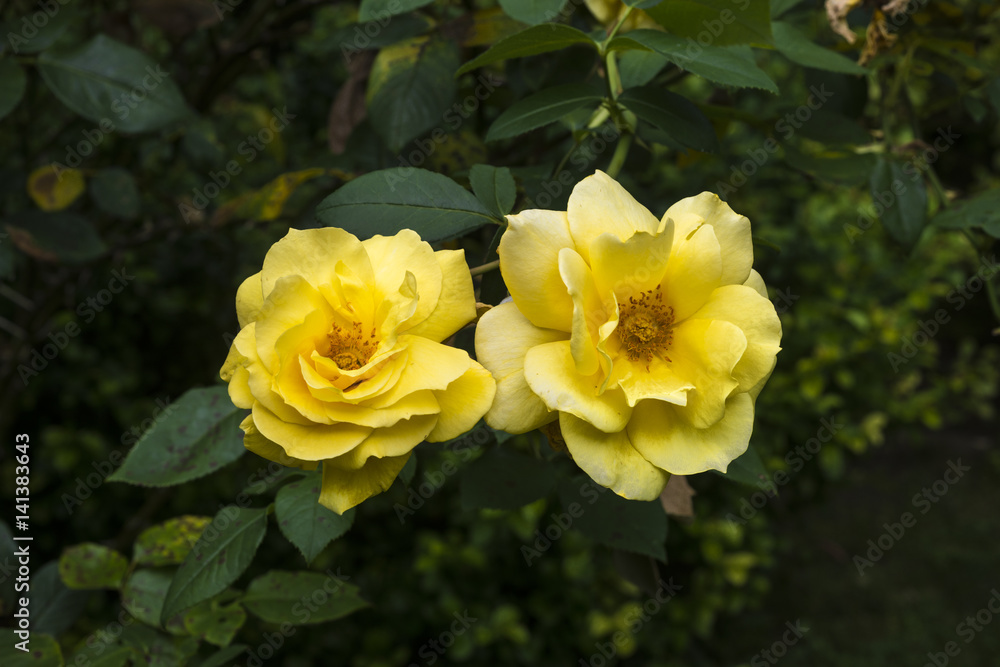 Beautiful roses in the Rose Garden at the Beutig, Blackforest, Baden-Baden, Baden-Württemberg, Germany, Europe Beautiful roses in the Rose Garden at the Beutig, Blackforest, Baden-Baden, Baden-Württemberg, Germany, Europe