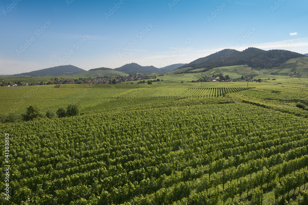 Vineyards near Varnhalt and Bühl, Baden Württemberg, germany