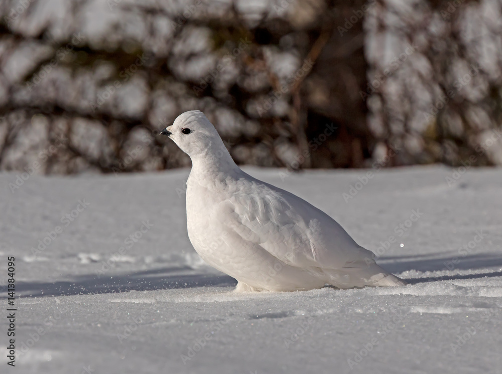 White-tailed Ptarmigan White-tailed Ptarmigan