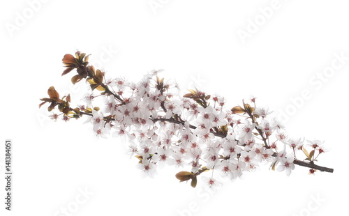 Cherry blossom branch, isolated on white background   © dule964
