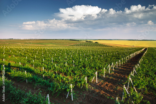 Vineyard with rows of grapes growing under a blue sky photo